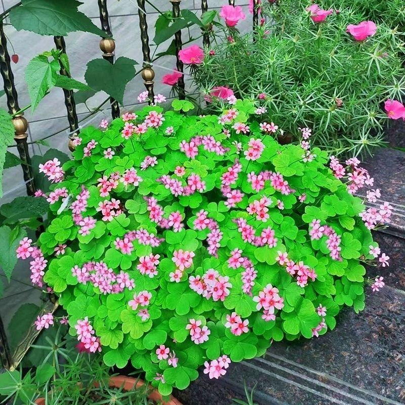 Red Clover Potted Plant, Red Clover Flower Bed, Sidewalk Greenery, Old Root Courtyard Greening Plant