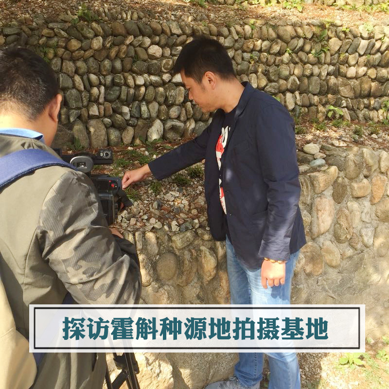 Yu Xiaoxiao four years old Huoshan Dendrobium fengdou Anhui imitation wild fresh Dendrobium dried strips wholesale