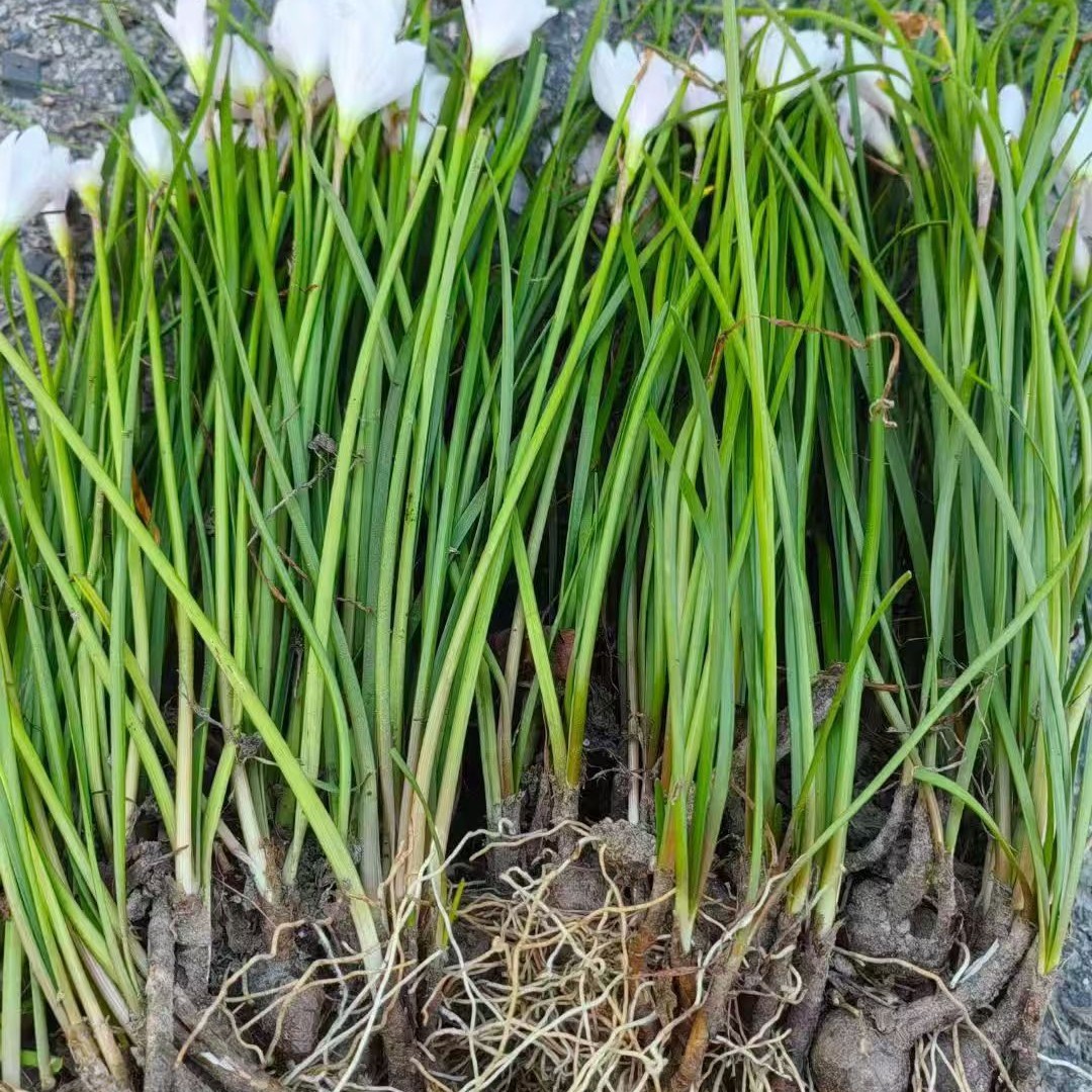 Onion Orchids, Wind Orchids, Red Flowers, White Flowers, Various Types of Onion Orchids, Red, Complete Range of Specifications, Ornamental Flowers for Landscaping