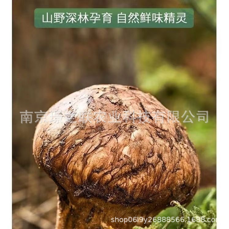 Matsutake Mushroom Seasoning 180g*18 Bags, Zero Sugar, Zero Preservatives, No Additives, for Stewing and Stir-Frying