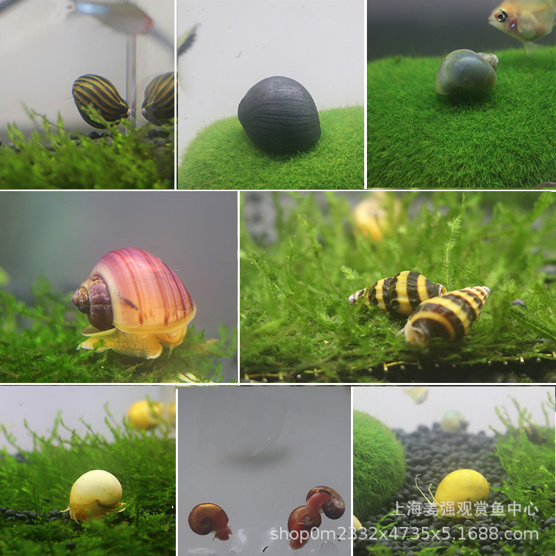 Black King Kong Snail Living Abalone Snail Thailand Military Cap Snail Fish Tank Cleaning Water Grass Algae Ornamental Snail Tool Snail Wholesale
