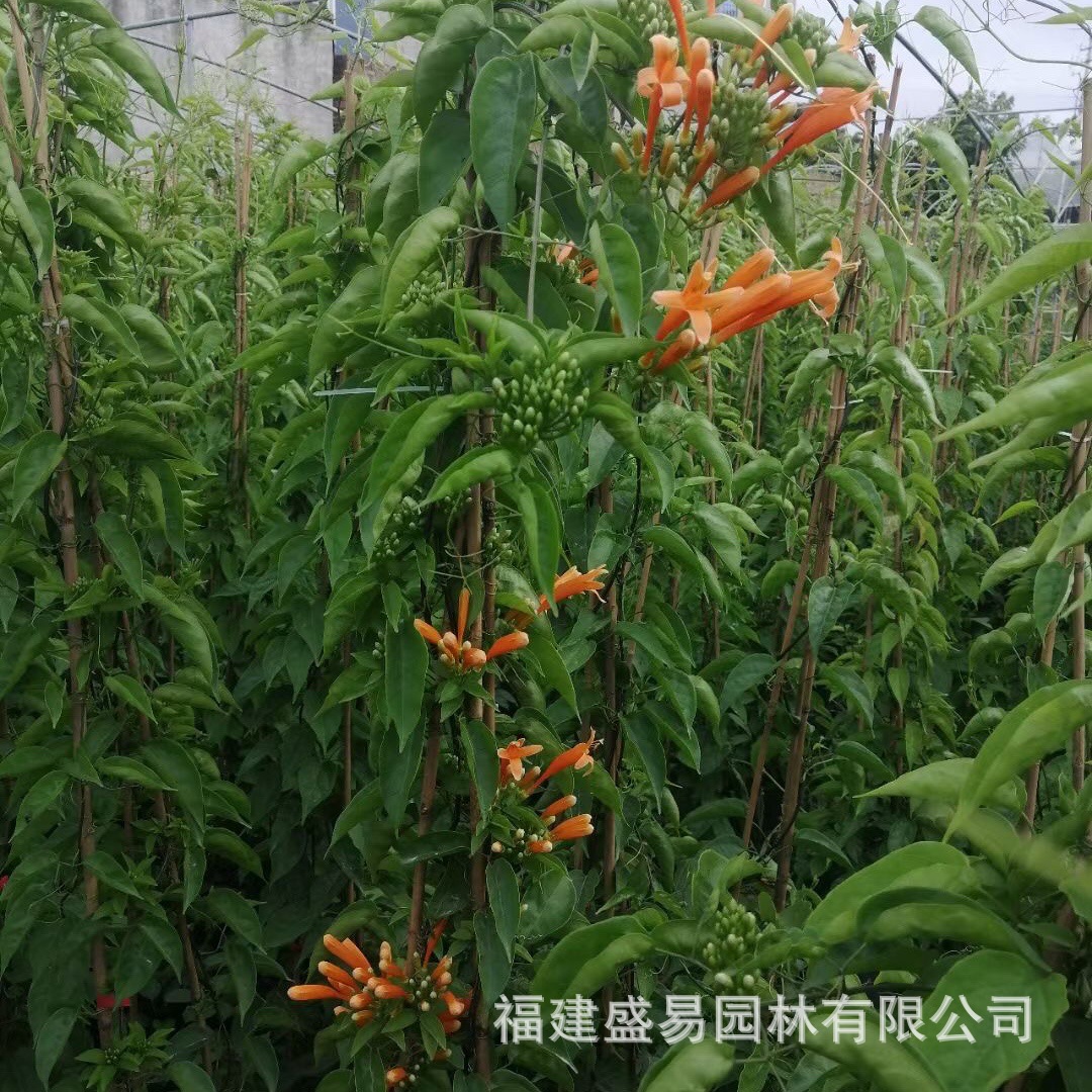 Sichuan Firecracker Flower Wholesale Fujian Firecracker Flower Price Zhangzhou Firecracker Flower Base Firecracker Flower Supply Firecracker Vine