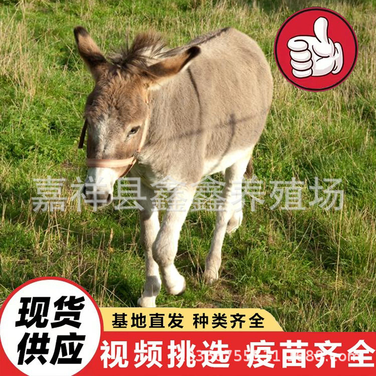 Live Animals for Sale in Farms, Donkeys for Children to Ride on for Tourism and Viewing, Mini Small Domesticated Donkeys for Riding in Scenic Spots
