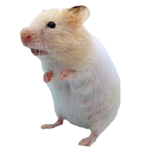 Hamster Live Golden Bear Long-Haired Black Bear Rice Bear Sterling Silver Lilac Cinnamon Poli Tiger Pattern Live Animal Pet Wholesale Agent