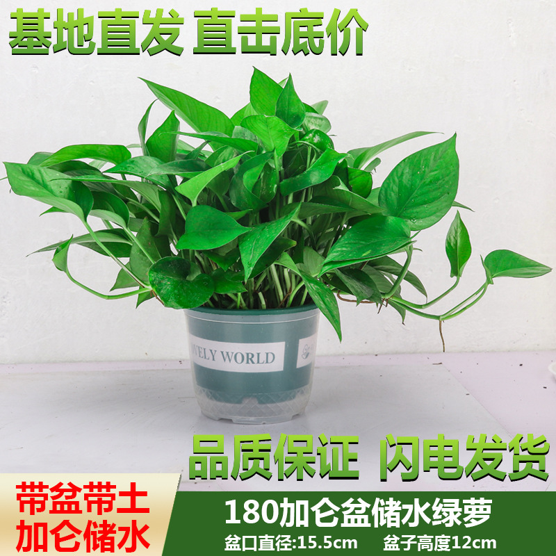 Green Radish Potted Large and Small Green Plants in the New House in the Office to Remove Formaldehyde Flower Bonsai Green Basket Base Wholesale