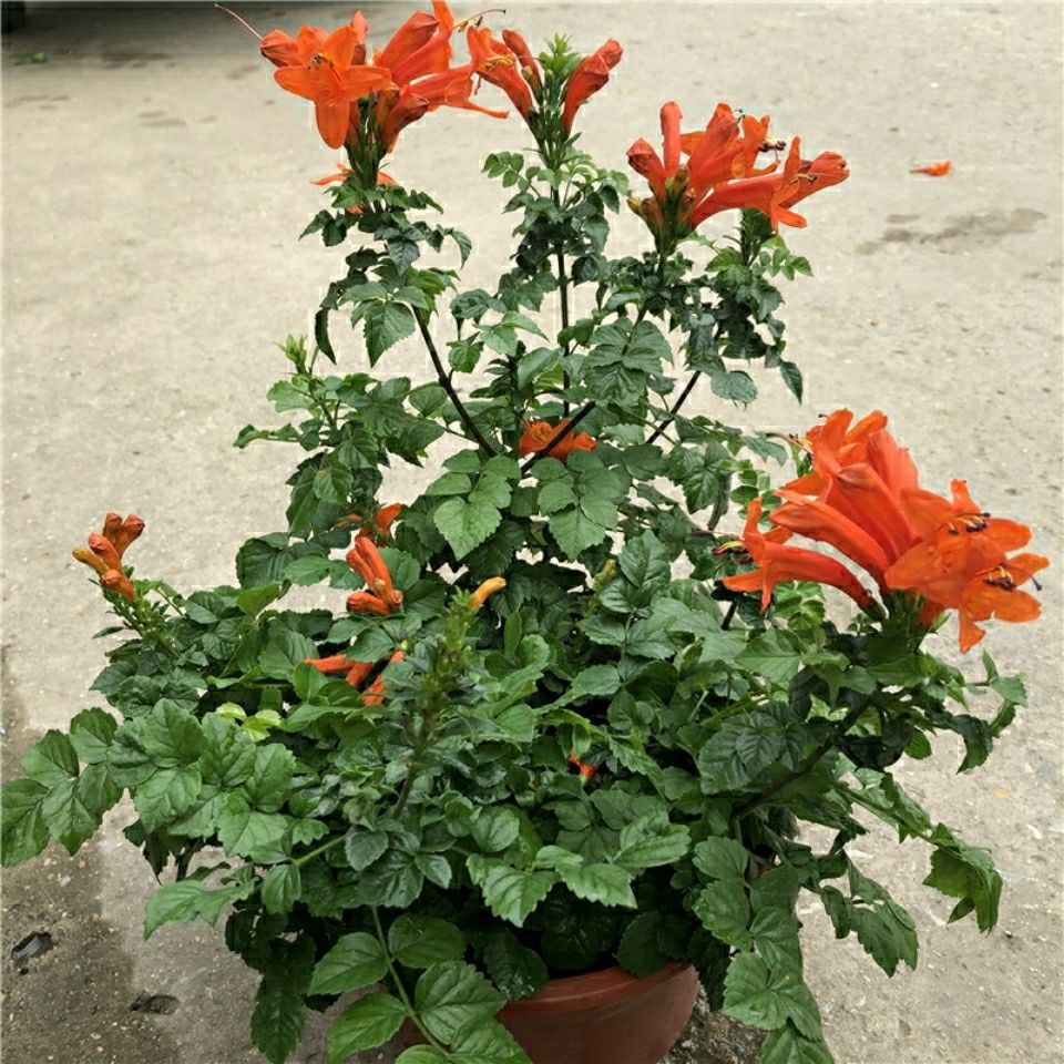 Balcony Flower Pots with Hard-Barked Morning Glory, South African Annual Flowering Firecracker Flower, Four-Season Morning Glory
