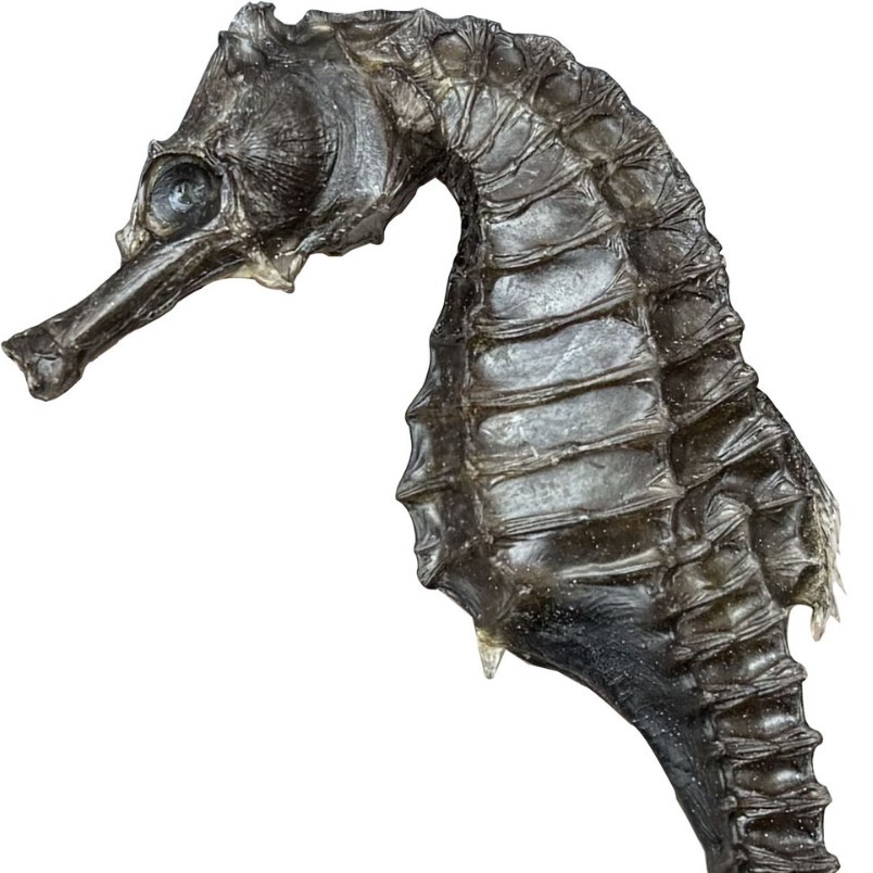 in stock Hippocampus Wholesale Traceability Code Hippocampus Aquatic Dry Goods Sea Line Pattern Hippocampus Soup Bag Soaking Wine Chinese Herbal Medicine