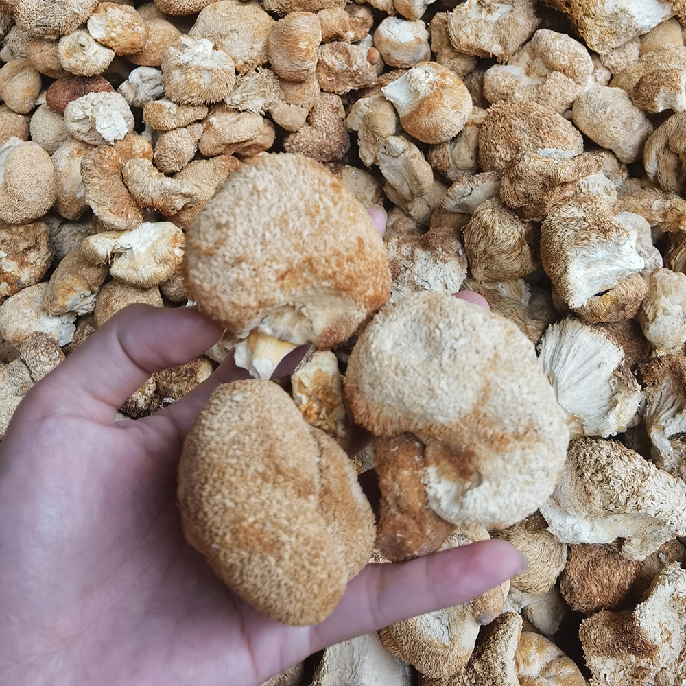 Fujian specialty ground powder Hericium Erinella dried goods 500g agricultural products ground powder dried Hericium Erinella dried goods edible fungus wholesale