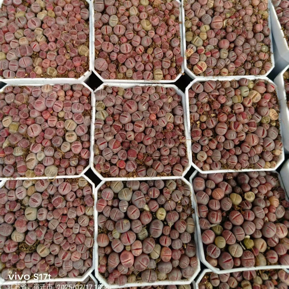 A Pot of Flowers with Living Stone Flowers and Potted Plants Is Ready for Delivery. 7cm Pots Are Shipped in Real Photos and Selected for Delivery