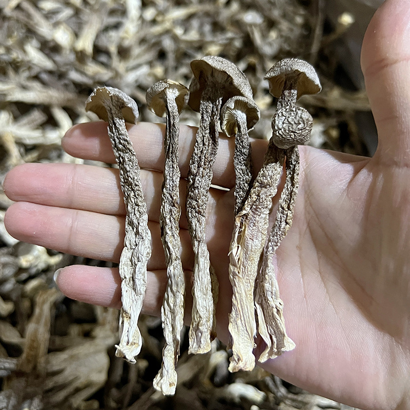 Good dryness characteristic antler mushroom 10 Jin net weight edible fungus dry goods antler mushroom antler mushroom large quantity wholesale