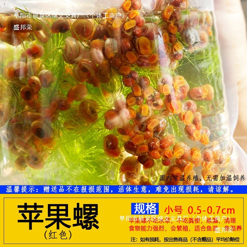 Shengbangrong Red Apple Snail Tool Snail Algae Removal Snail Pet Turtle Dog Head Natural Live Bait Aquarium Pet Package