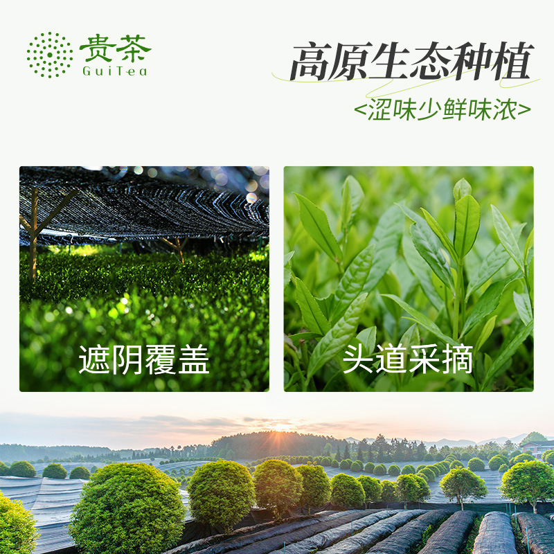 Guizhou Guicha Tongren Matcha Green Pure Matcha Powder Direct Drink Grade Matcha Tea Brewing Drink with Seaweed Fragrance 58g