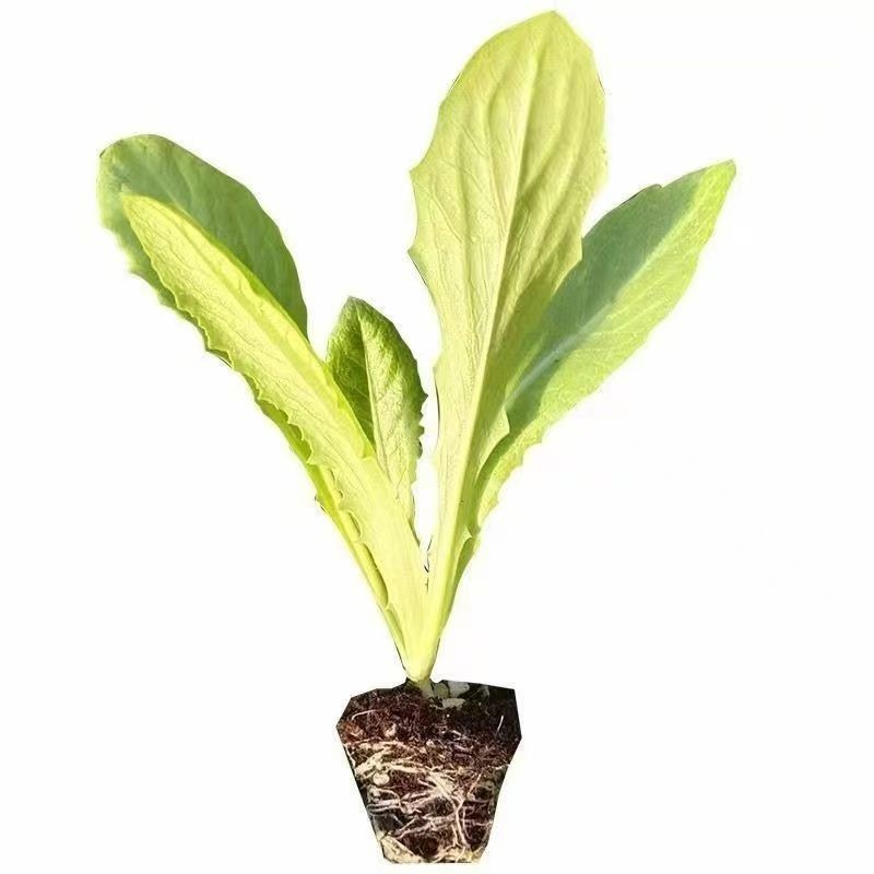 Vegetable Seedlings, Bamboo Shoots, Home Garden, Four-Season Lettuce Seedlings, Young Seedlings, Field Seedlings, Autumn and Winter Vegetable Seedlings, Lettuce Seedlings