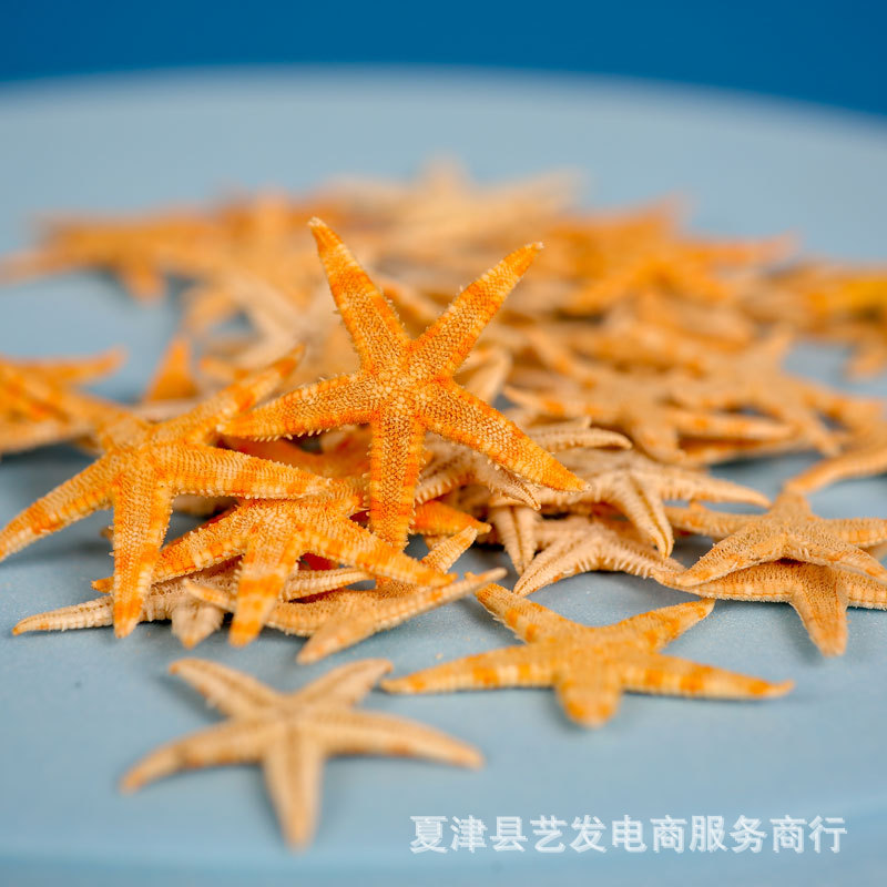 Natural Starfish Conch Shell Mini Flat Starfish Handmade DIY Texture Picture Frame Crystal Gel Material Photograph