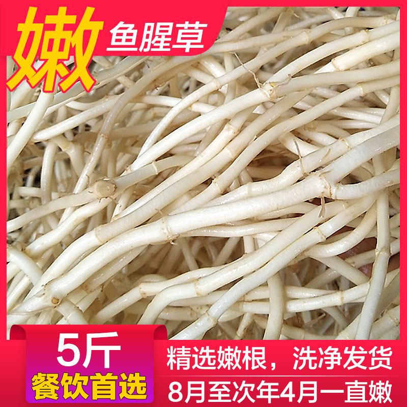 Свежие и нежные корни хостуния для холодного салата