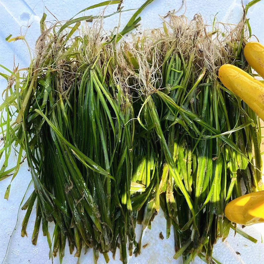 Dwarf Evergreen Bitter Grass Seedlings, Aquatic Plants, Submerged Bitter Grass Seedlings, Underwater Forest Water Purification Flower Seedlings, Evergreen All Year Round