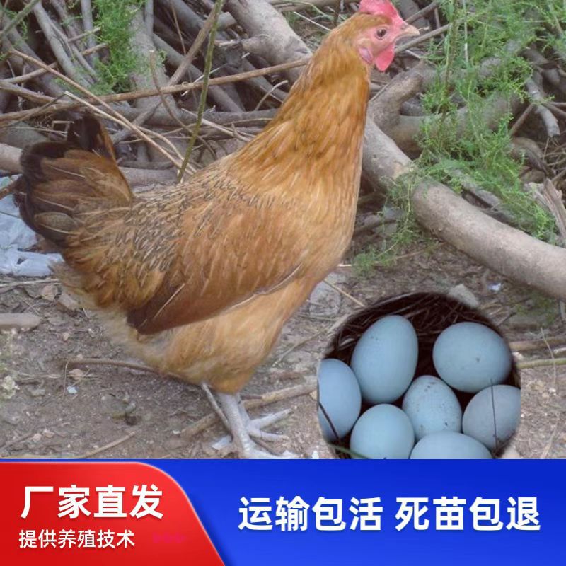 Оптовая продажа однодневных цыплят, высокопродуктивные несушки, цыплята с конопляным оперением, смешанные цыплята, цыплята красного петуха, местные цыплята с зелеными ногами