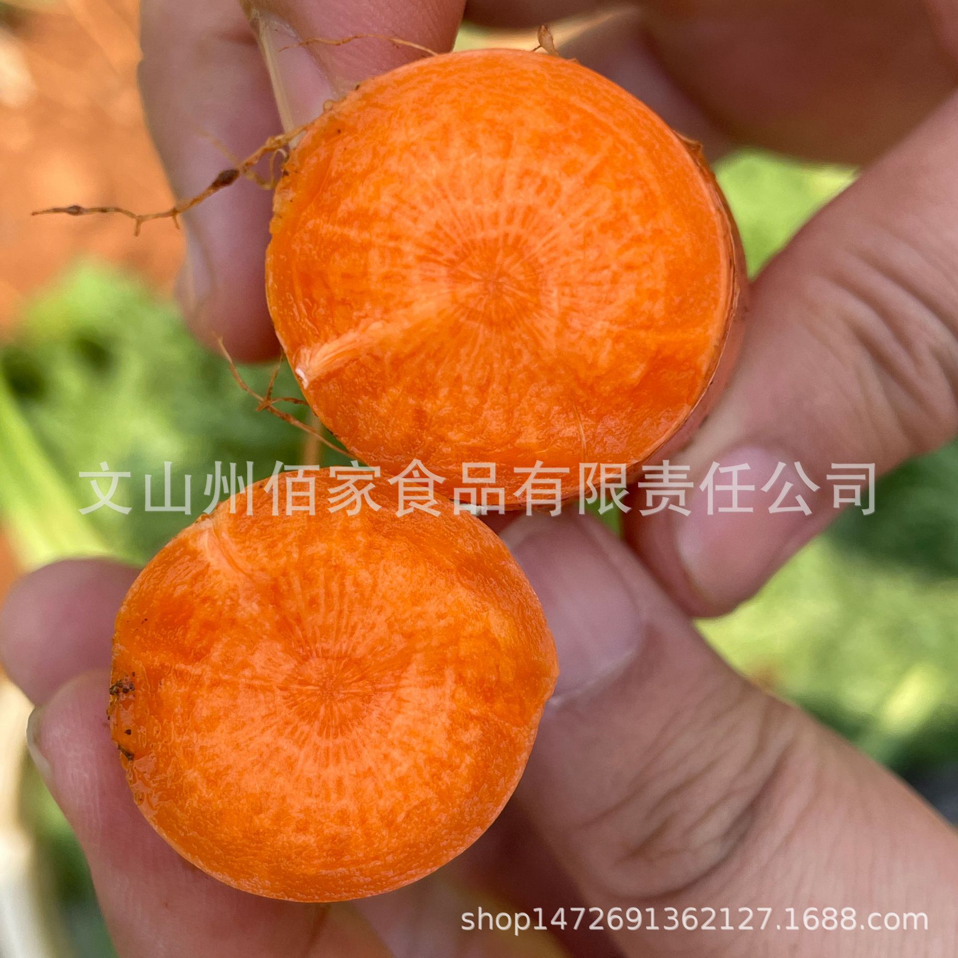 Yunnan Organic Carrots Baijia Treasures Plateau Planting Organic Carrots 2500g