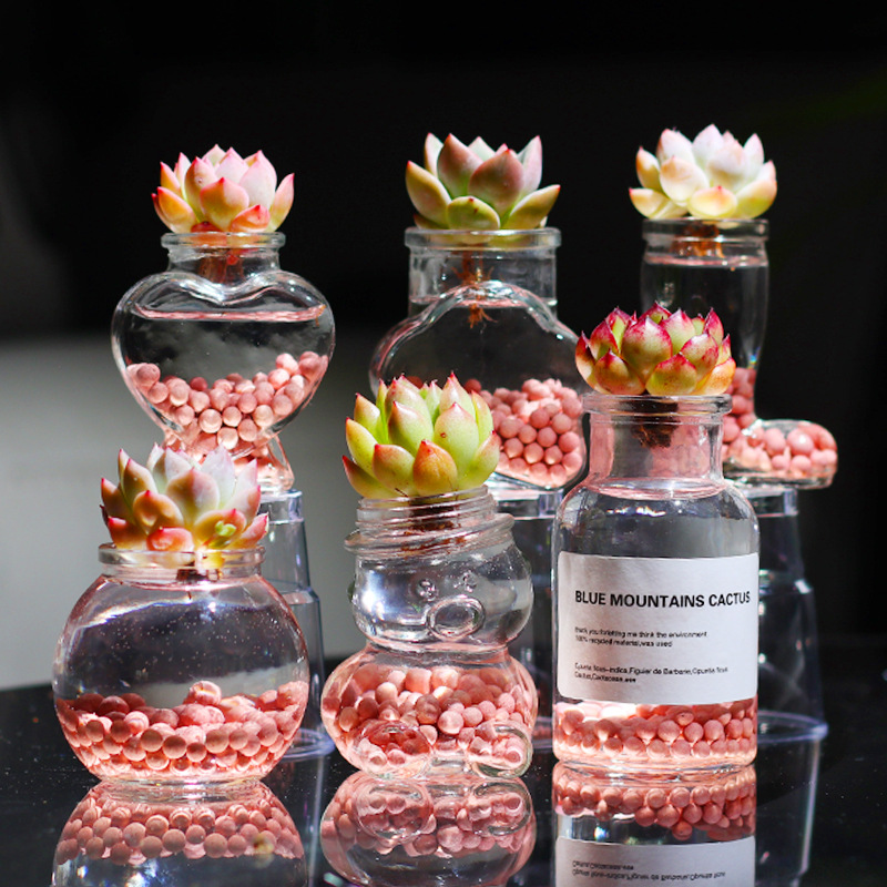 Hydroponic Succulent Plant Potted Desktop Bonsai Home Decoration Office Lazy Green Plant Novice Easy to Maintain