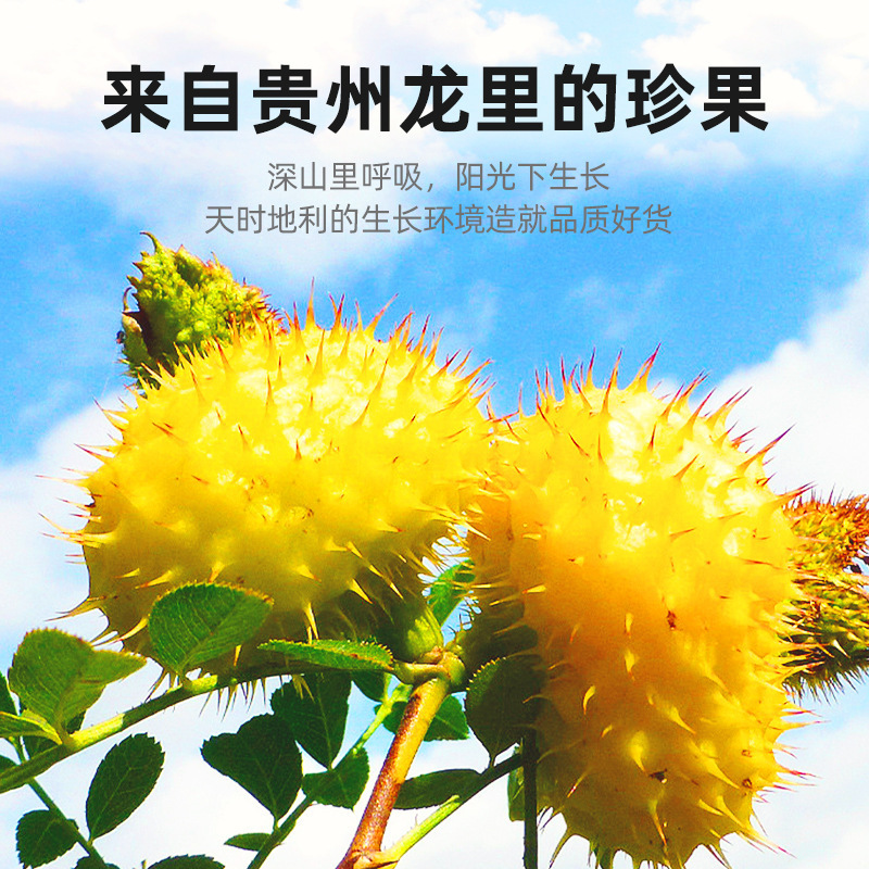 Qili Fragrant Prickly Pear Dried Fruit 250g Round Can Guizhou Longli Prickly Pear Dried Fruit Prickly Pear Tea Soaked Fruit Chinese Herbal Medicine Sulfur-Free Smoked