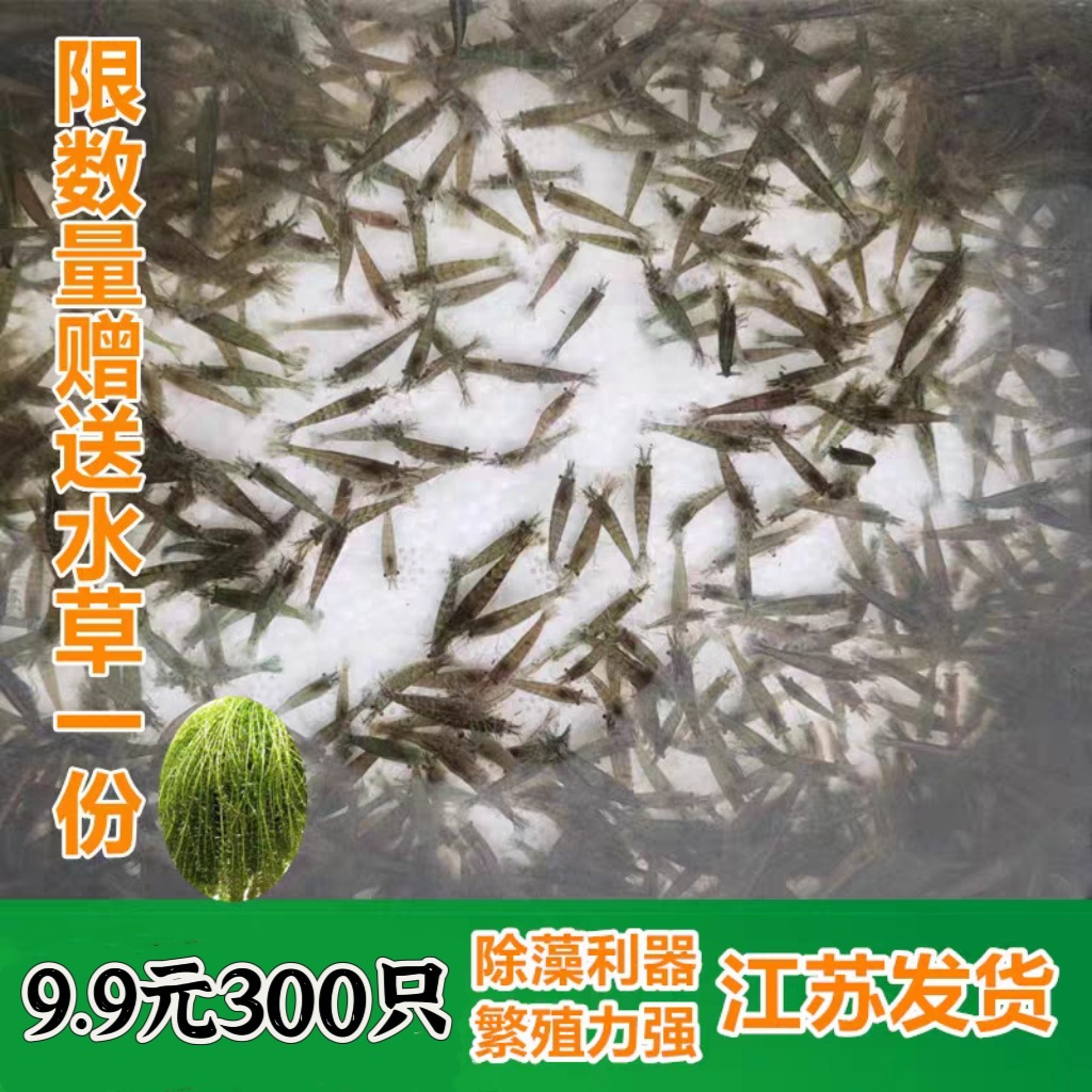 Черная ракушка креветка для удаления водорослей, пресноводное живое домашнее животное, инструмент для очистки аквариума, корм для рыб, маленький травяной аквариум, ландшафтная декоративная креветка