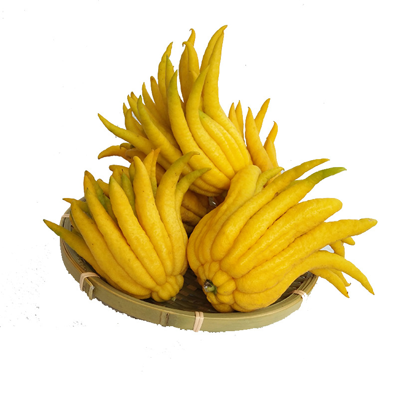 Jinhua Buddha's Hand Extra Large Fruit Medium Large Fruit Premium Buddha's Hand Fruit Mandarin Fresh Citron Qing Gong Decoration for Buddha Decoration Free Shipping