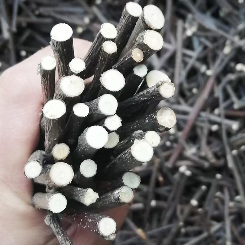 Rabbit Guinea Pig Totoro Hamster Pet Snack Bite Wooden Stick Drying Apple Branches Grinding Sticks Fruit Branches Apple Wood