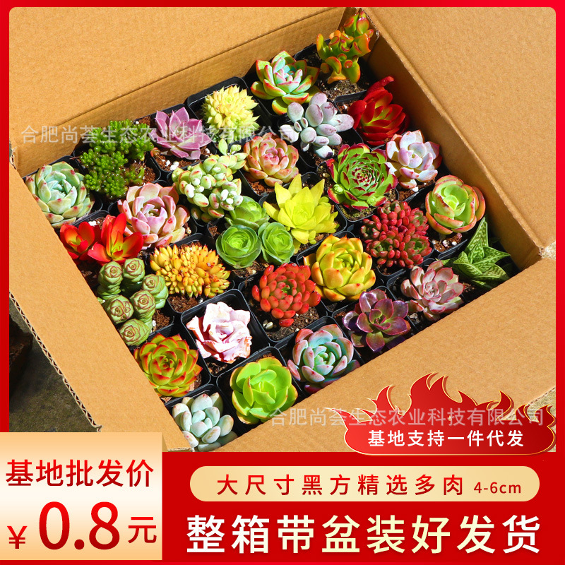 Оптовая продажа суккулентов с горшками, суккуленты в горшках, оптовая упаковка для балкона, собранные большие суккуленты