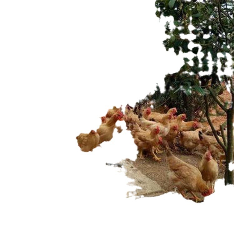 Three Yellow Rooster Seedlings, Small Species, Hunan Yellow, One-Day-Old Pet Stall, Cheap Live Animals, One-Day Small Yellow Chicken