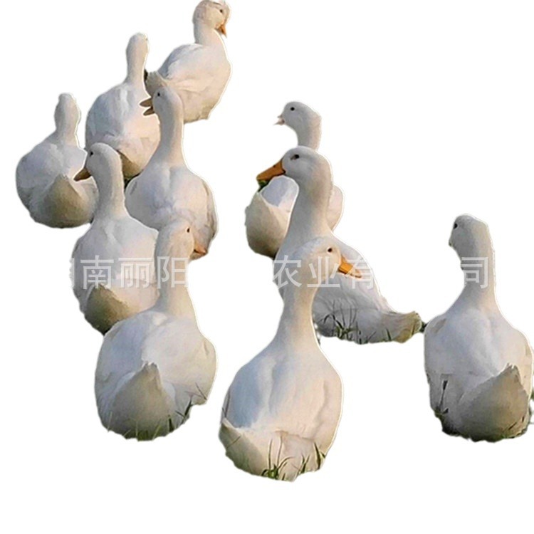 Direct Sale from the Manufacturer: Live Cherry Valley Ducklings, Large Meat Ducks, Easy to Raise and Maintain, with Technical Guidance for Beginners