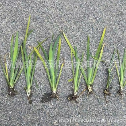The Base Sells a Large Amount of Dwarf Cattails, Evergreen Cattails, Reeds, Bamboo, Calamus, Beauty Iris
