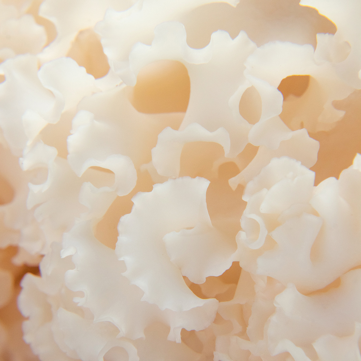 Fresh hydrangea in Gutian, Fujian