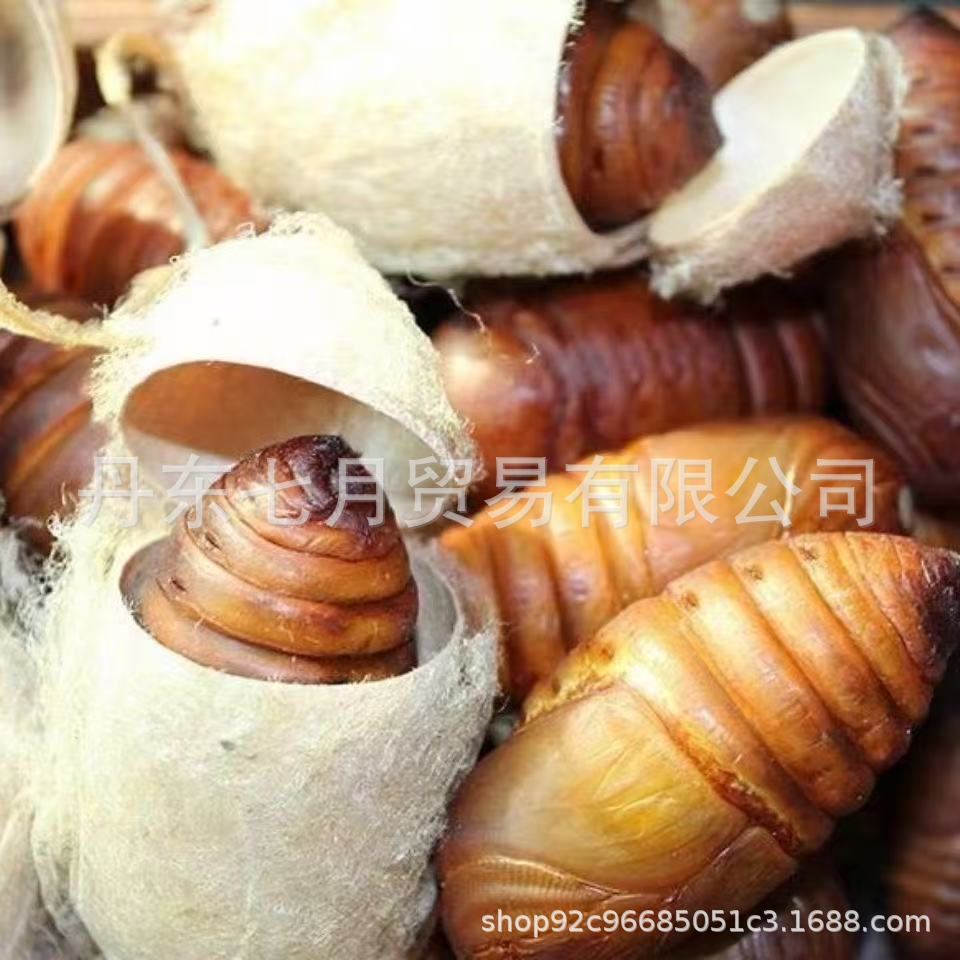 Northeastern Farmers Raise Silkworm Pupae in the Wild, Keeping Them Fresh and Alive, Large Live Silkworm Pupae, Live and Fresh Specimens