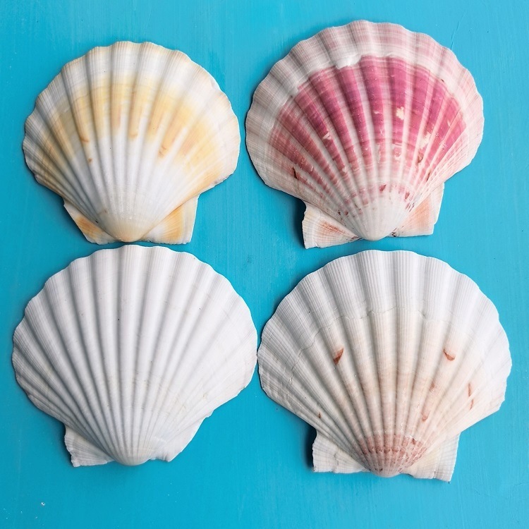 Natural White Shell Large White Scallop DIY Handmade Painting Graffiti Wall Sticker Hawaiian Shell Wholesale