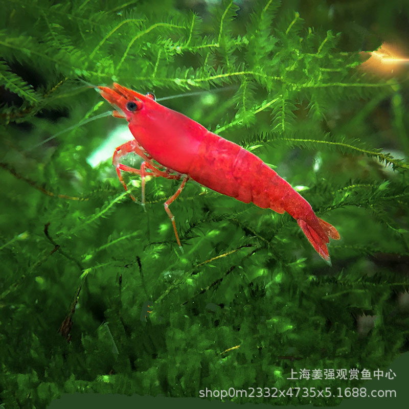 Тропические декоративные креветки, оптовая продажа