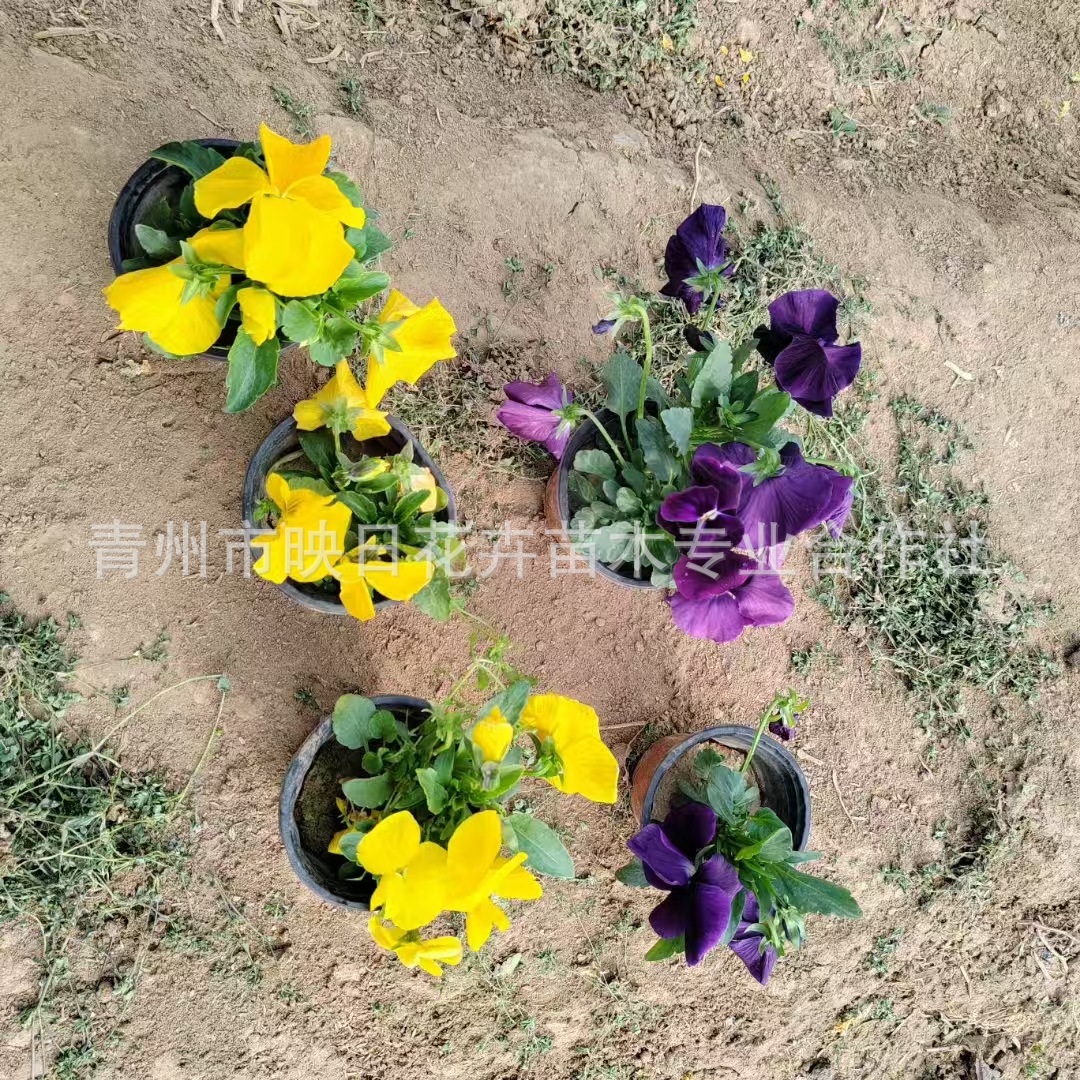 Pansy Qingzhou Supplies Seasonal Grass Flower Pansy Pansy Garden Greening Three-Color Brocade Base