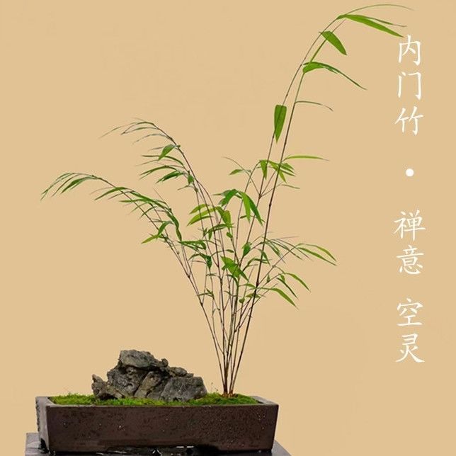 Taiwanese Interior Door Boutique Bamboo Bonsai Indoor Study Elegant Potted Tea Table Easy to Maintain Zen Green Plants