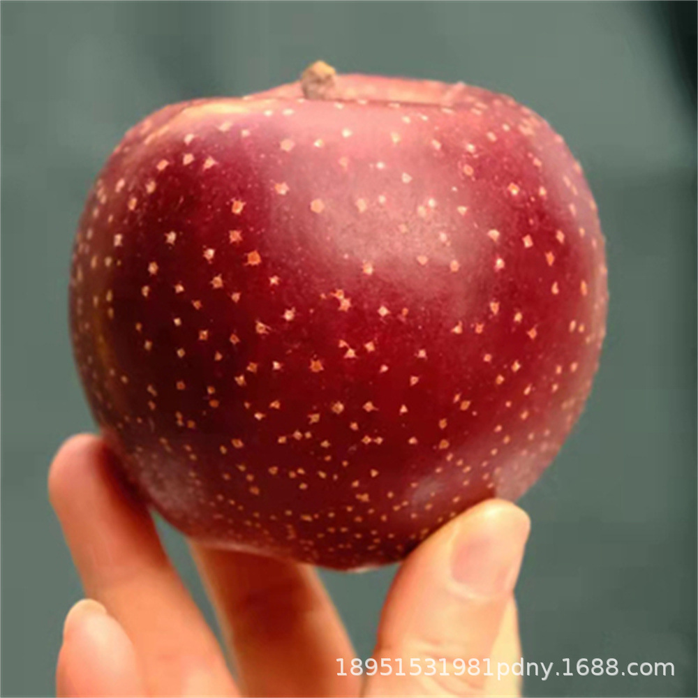 New Zealand Aifei Apple Seedlings Grafted Dwarf Apple Saplings Late-Maturing Potted Ground Planting Fruit Saplings Planted in the North and South