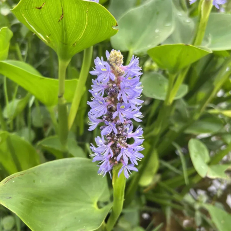 Base Aquatic Plants, Catfish Grass Foliage Plants, Aquatic Florals and Catfish Grass Are Available in Complete Varieties and Can Be Ordered for Engineering