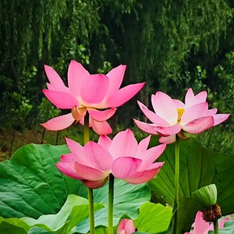 Garden Ornamental Lotus, Moisture-Loving Lotus with Long Flowering Period, Multi-Color Lotus for Water Body and Wetland Greening Can Be Ordered