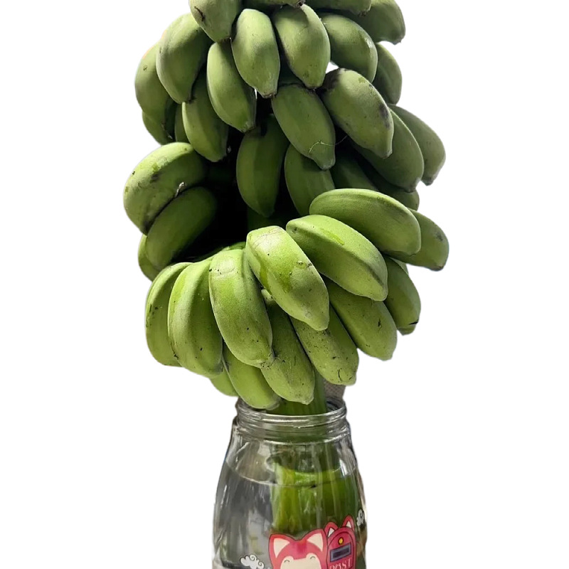 Whole Bunch of Bananas with Handles, No Flowers, Seasonal Fresh Fruit Bananas, Whole Box of Millet Bananas, Whole Plant, One Piece Dropshipping