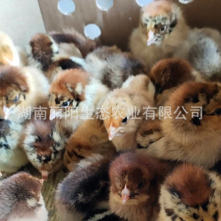 Прямые продажи с завода, живые цыплята K9, однодневные красные цыплята, быстрорастущие бройлеры, свободно гуляющие куры в лесу