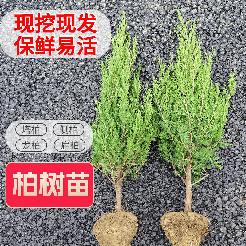 Сосновые саженцы для кладбища Tasong, сосна для могил, лиственница, кипарис, туя, пагодная сосна, сосна Цинмин