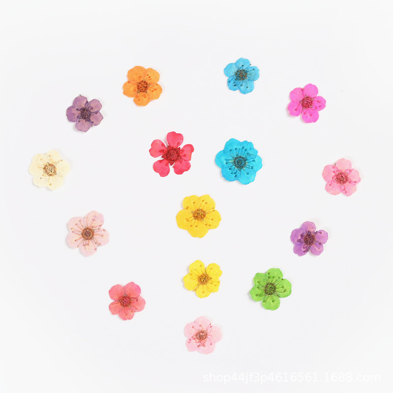 Pearl Plum Small Narcissus Dried Flower Embossed Embroidery Thread Chrysanthemum Small Handball Nail Art Beauty Materials Natural Plant Specimens