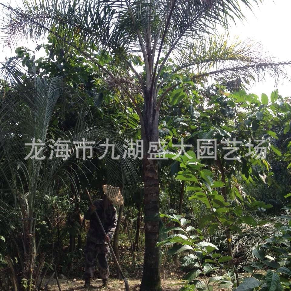 Queen Kwai Direct Supply from the Place of Origin Fujian Queen Kwai Price Queen Kwai Base Jinshan Kwai Quote