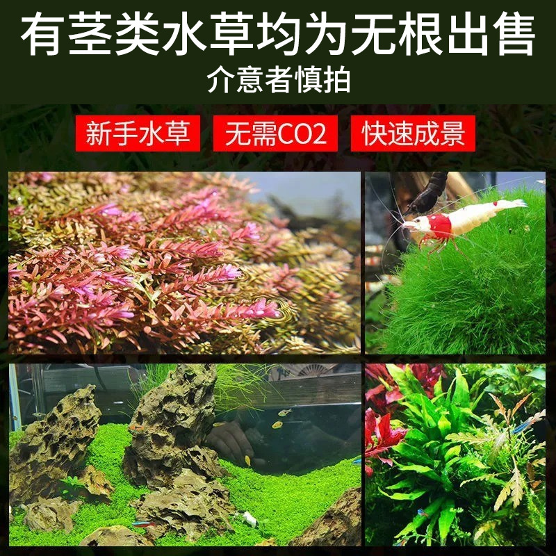Volcanic Stone Water Grass Centipede Grass Water Banyan Lazy Water Grass Plant Fish Tank Water Grass Landscaping Bottom Sand Package Negative Real Grass
