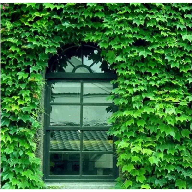 Wholesale Climbing Plants Five-Leaf Three-Leaf Ground Vine Large Seedlings Courtyard Climbing Red Leaf Climbing Wall Tiger Flower Climbing Vine Saplings