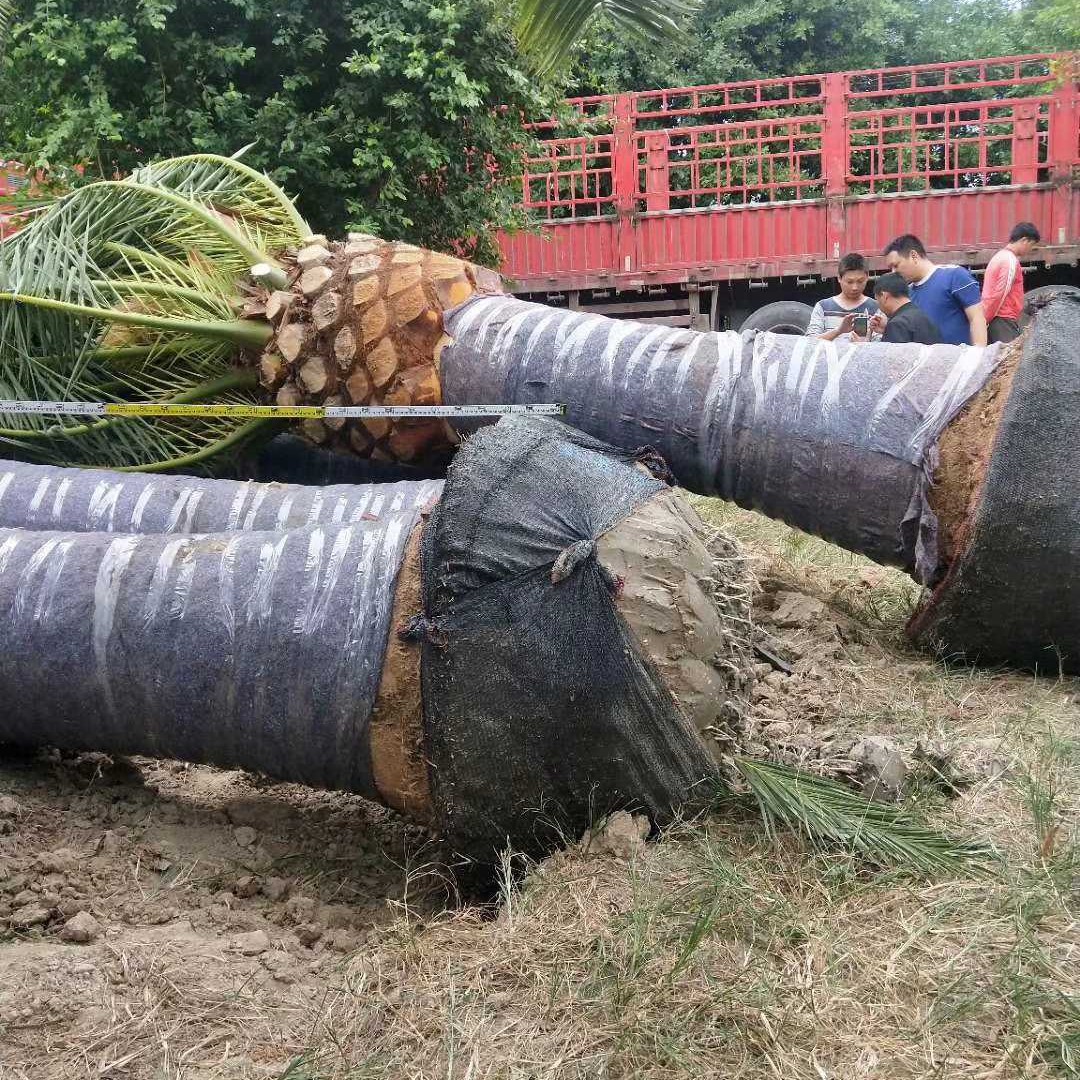 Fujian Canary Sea Date Tree Base Guangdong Zhejiang Canary Sea Date Wholesale Canary Sea Date Head Base