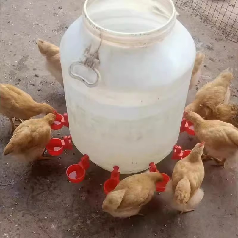Universal Automatic Poultry Waterer, New Drinking Bowl, Special Water Bottle for Chickens and Ducks, Automatic Water Feeder for Quails and Pigeons