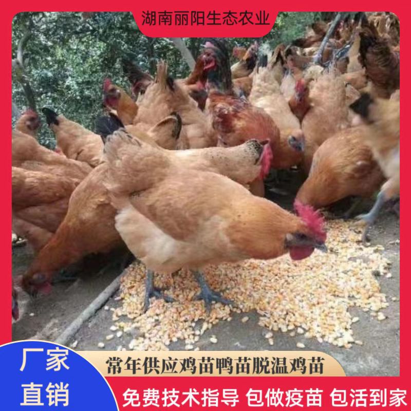 Живые цыплята, цыплята черноперых краснокоронов, прямая продажа из инкубатора, свободно гуляющие куры в сельских районах, легко разводить